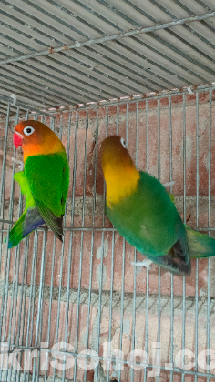love bird